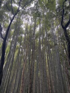 スタートからご予約ありがとう🦁⚡️(京都) - 千葉メンズエステ ジャングルクリニック